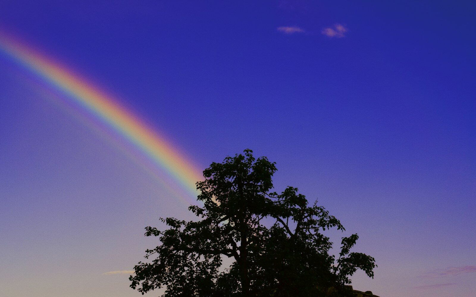 black tree under rainbow and blue sky